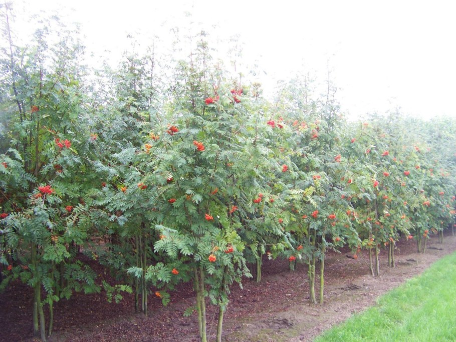 Рябина обыкновенная 'Dodong'