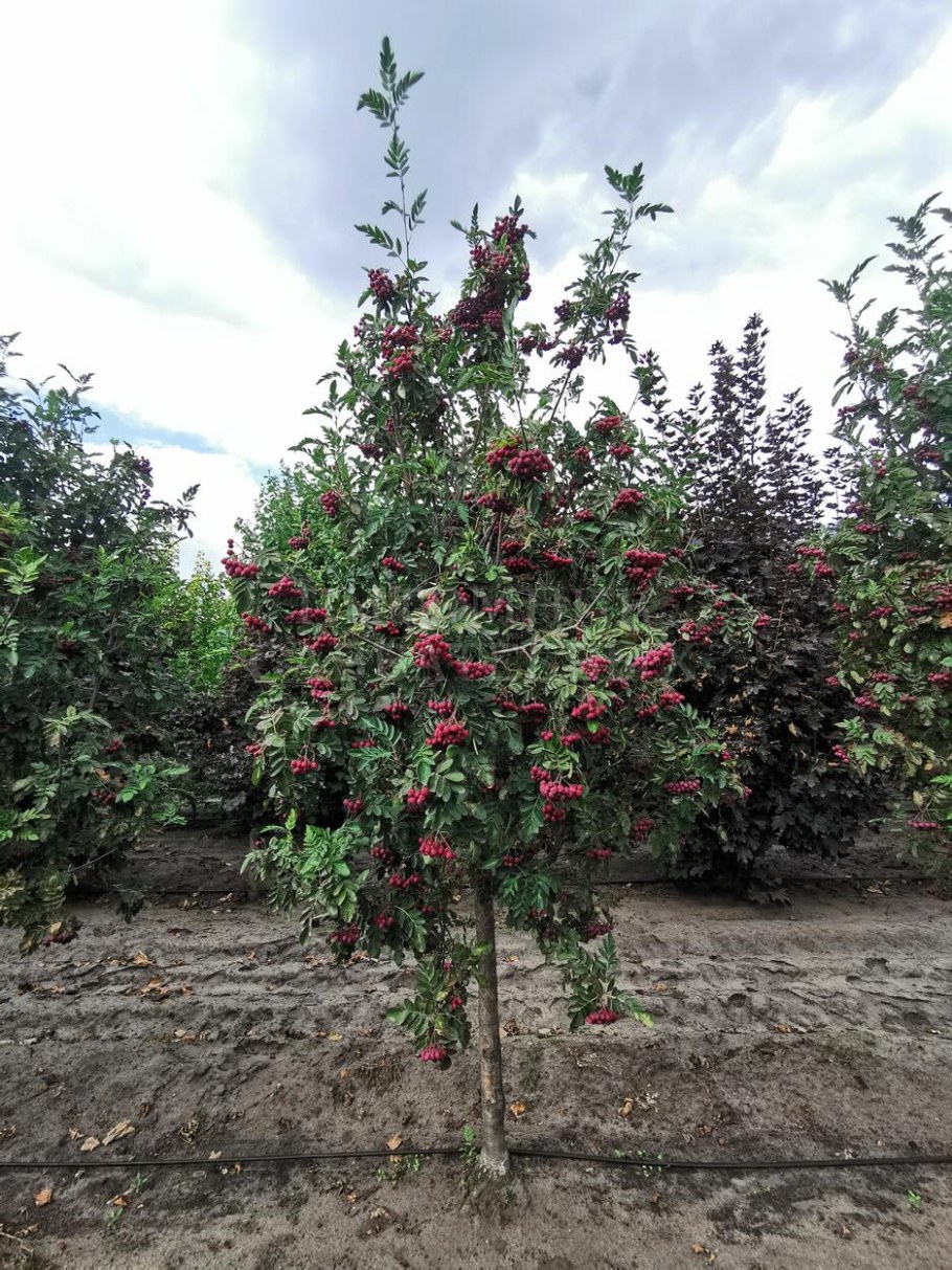 Рябина Гранатная кустовая