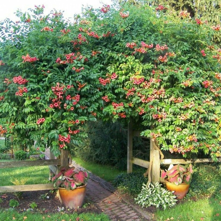 Кампсис укореняющийся