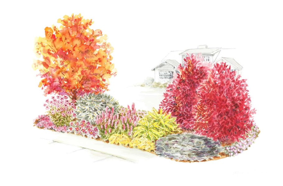 Клен Гиннала в ландшафтном дизайне композиция