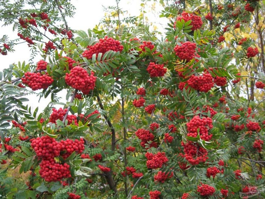 Рябина Мичуринская красавица