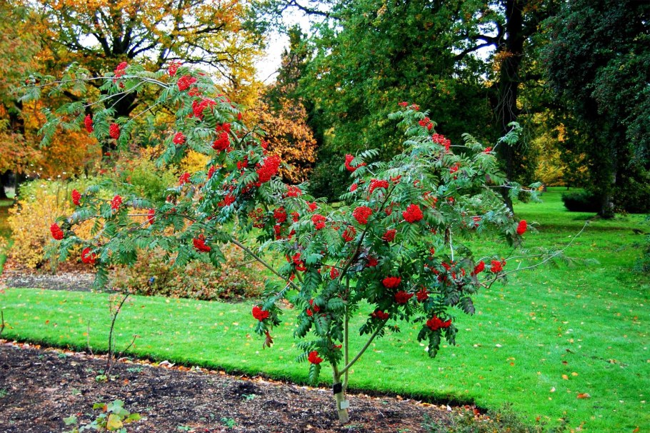 Рябина Невежинская дерево