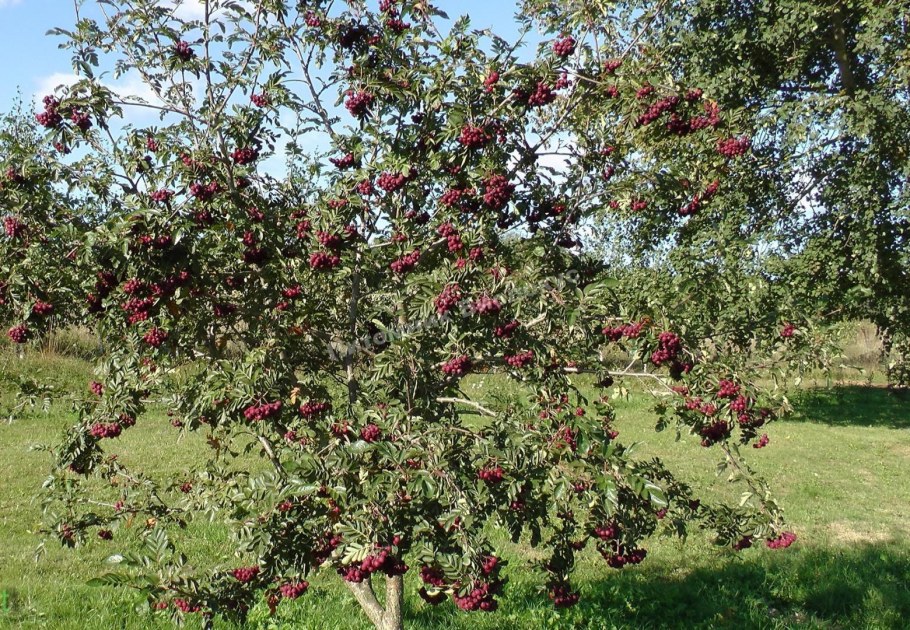 Рябина обыкновенная Гранатная