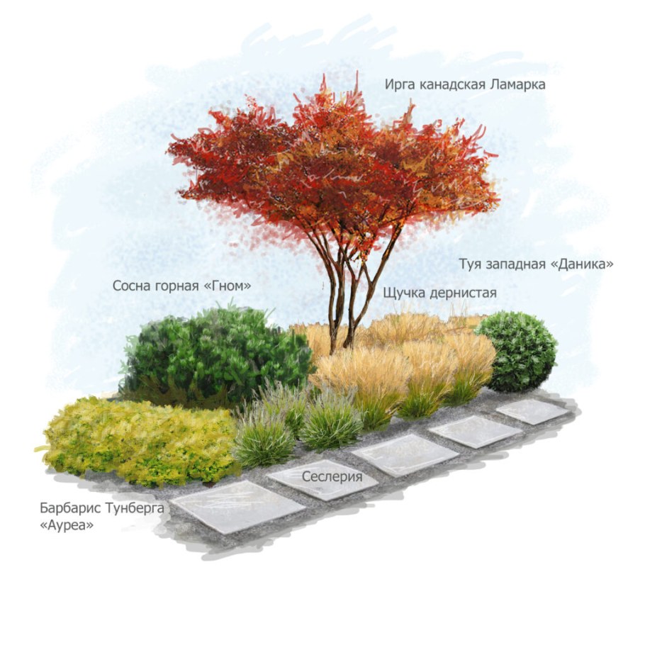 Клен Гиннала в ландшафтном дизайне композиция