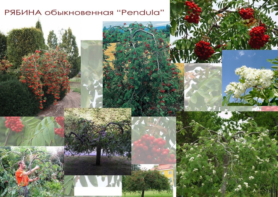 Рябина обыкновенная Пендула