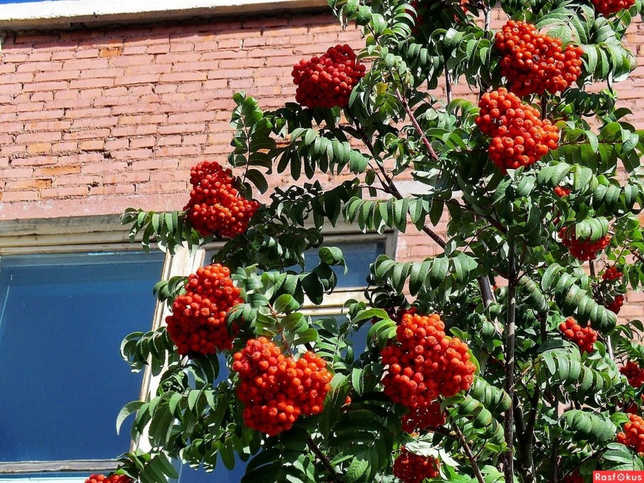 Рябина Гранатная рябина Гранатная