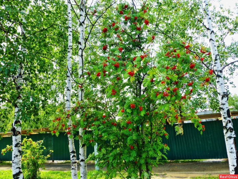 Рябина обыкновенная плакучая