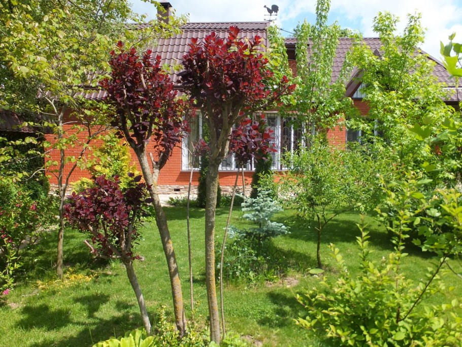 Скумпия Кожевенная Голден спирит