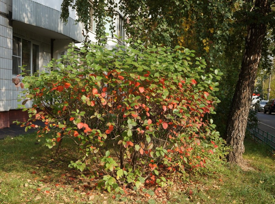 Арония черноплодная куст осень