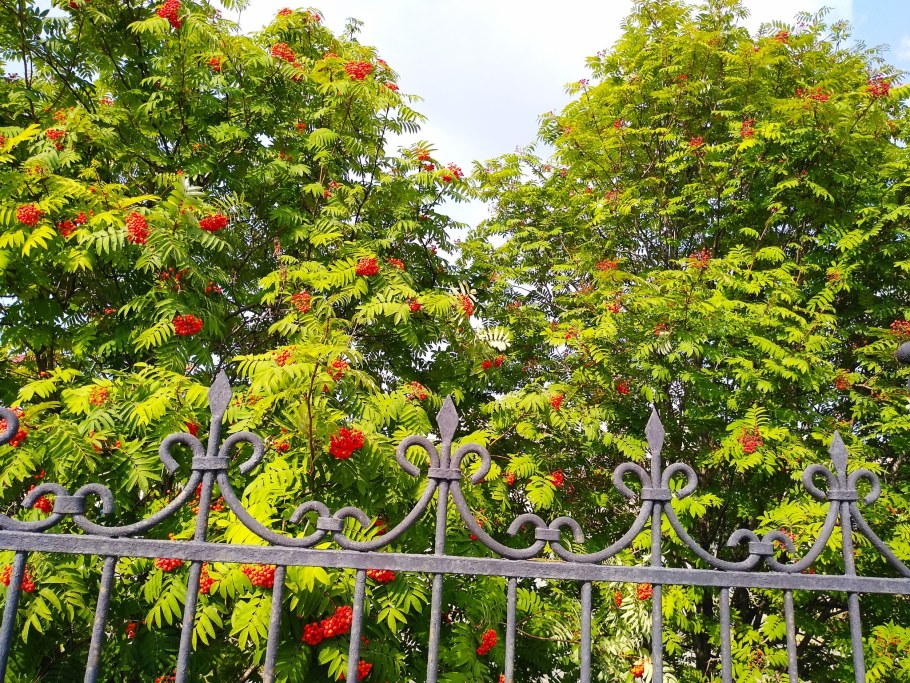 Рябина обыкновенная pendula