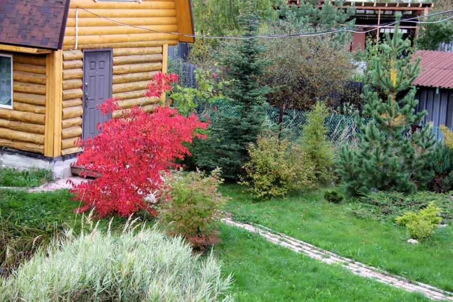 Клен Гиннала в ландшафтном