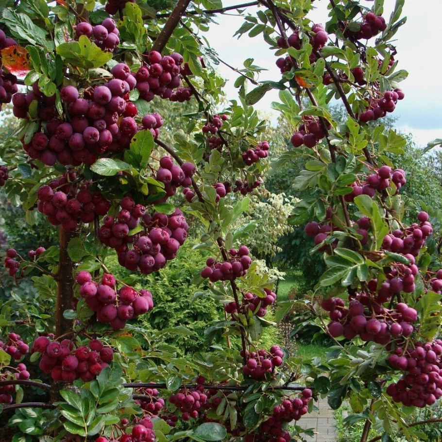 Рябина &#96;Гранатная&#96;, Sorbus &#96;Granatnaja&#96;