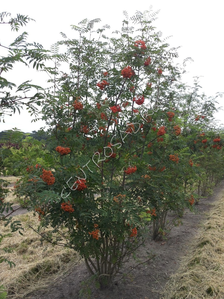 Рябина низкорослая