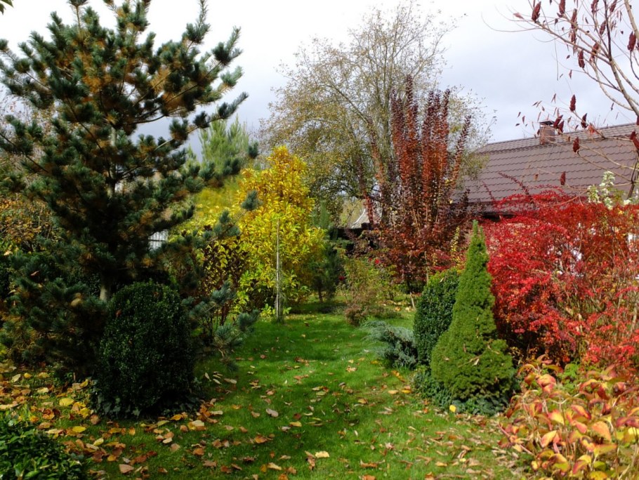 Скумпия бересклет