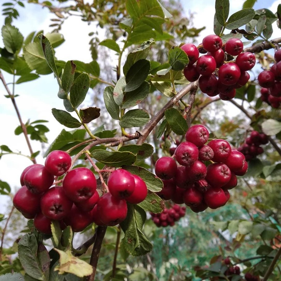 Рябина обыкновенная Гранатная