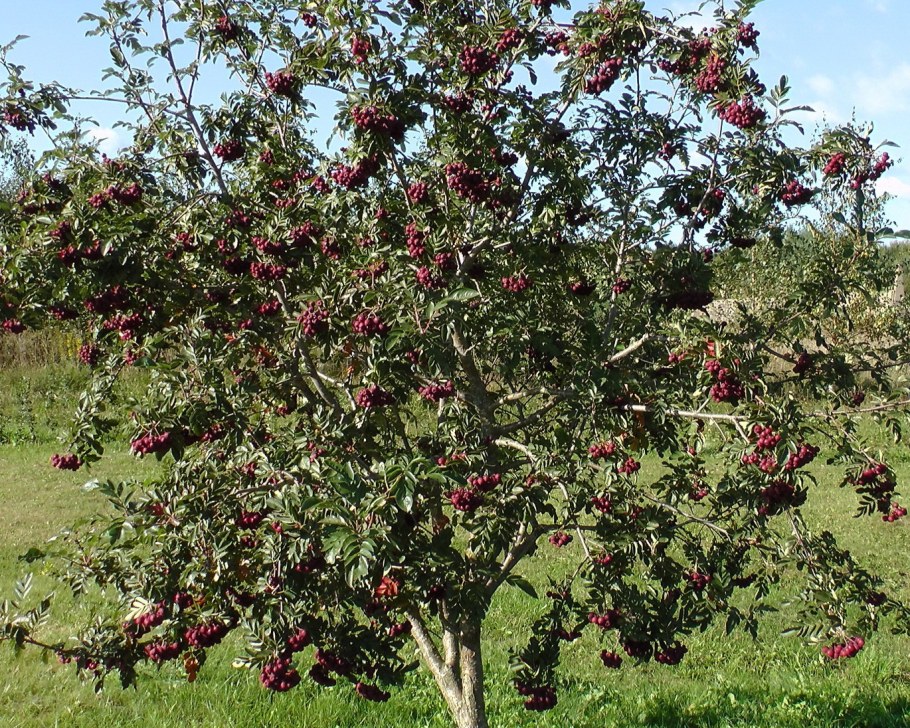Рябина обыкновенная бурка
