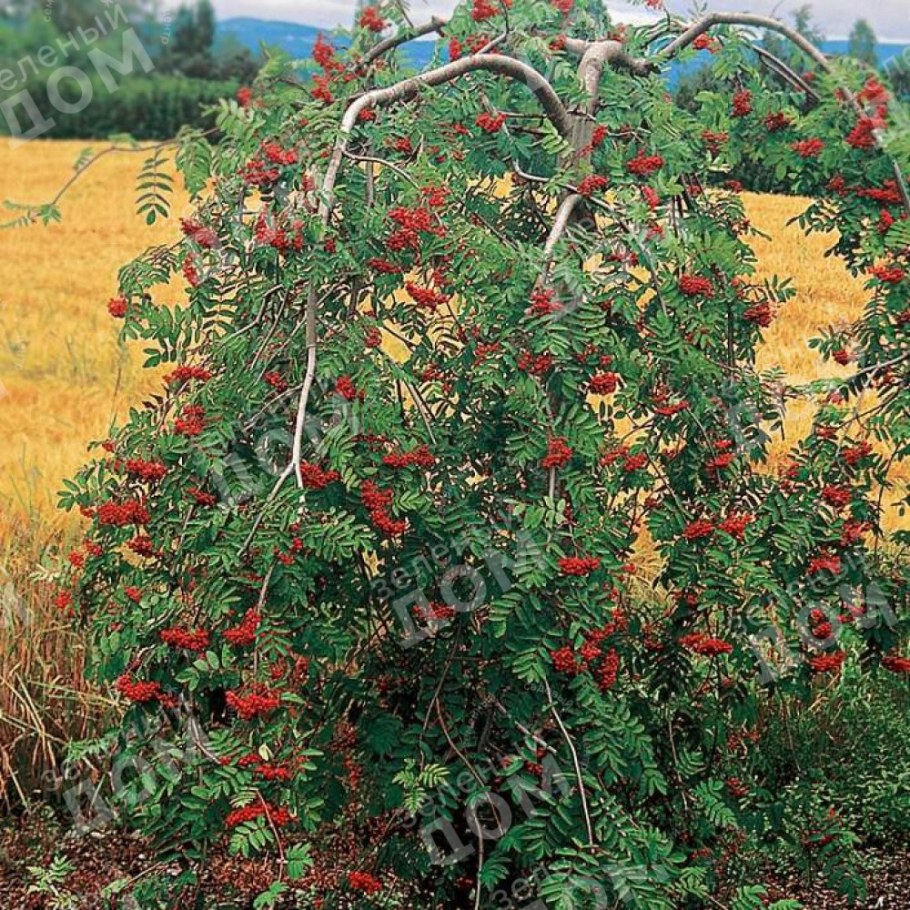 Рябина обыкновенная "Пендула" Sorbus aucuparia 'pendula'