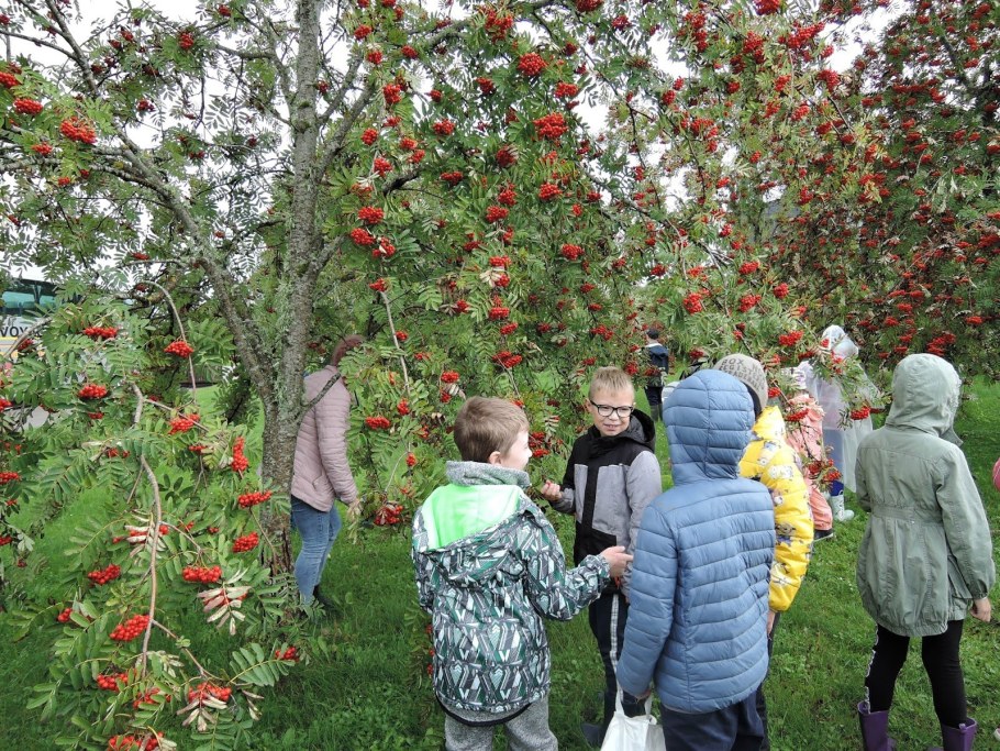 Рябина Гранатовая в ландшафтном дизайне