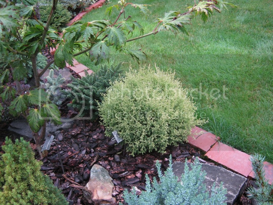 Кипарисовик горохоплодный Уайт Бьюти