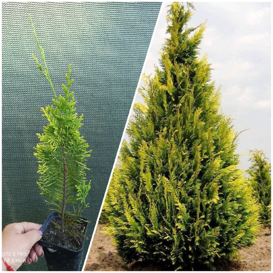 Кипарисовик Лавсона Ивонне (р9)