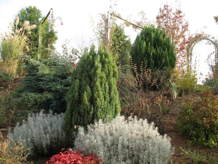 Клумба с кипарисовиком Лавсона
