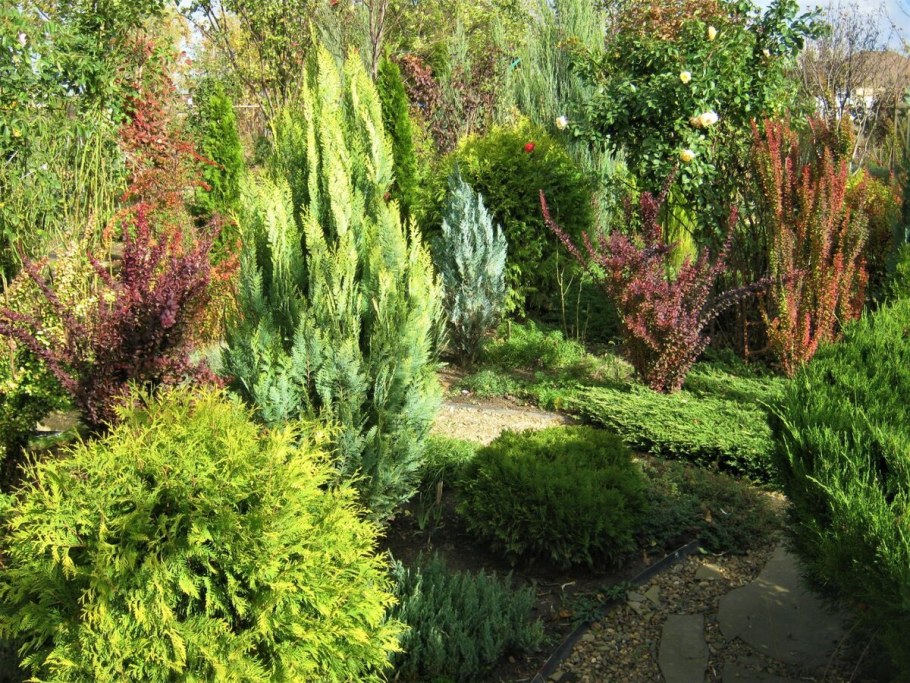 Можжевельники: Блю Эрроу, горизонтальный принц Уэльский, казацкий