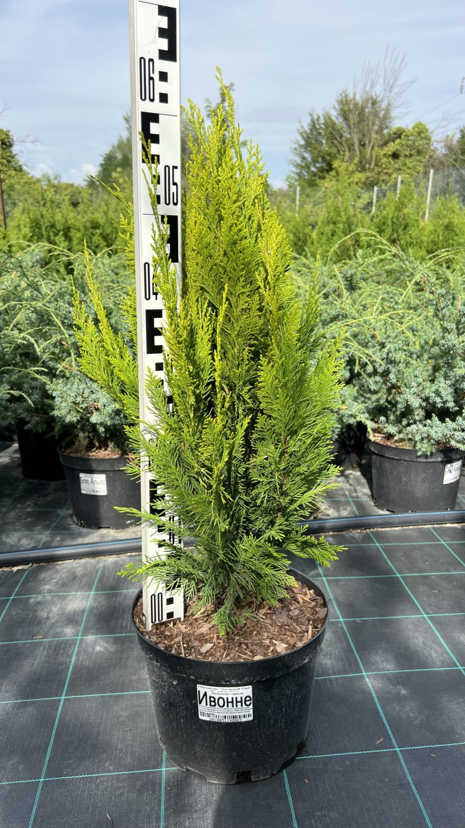 Кипарисовик Лавсона Ивонн