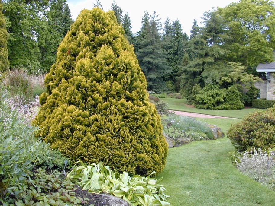 Туя Западная Санкист