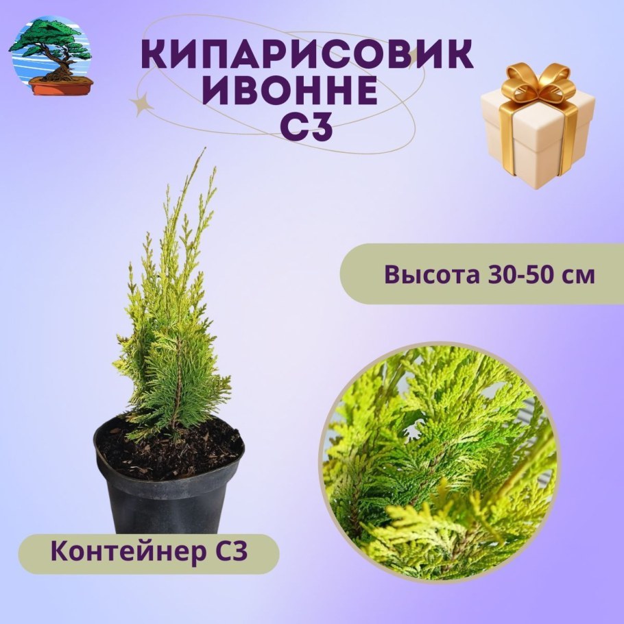 Можжевельник китайский stricta (40