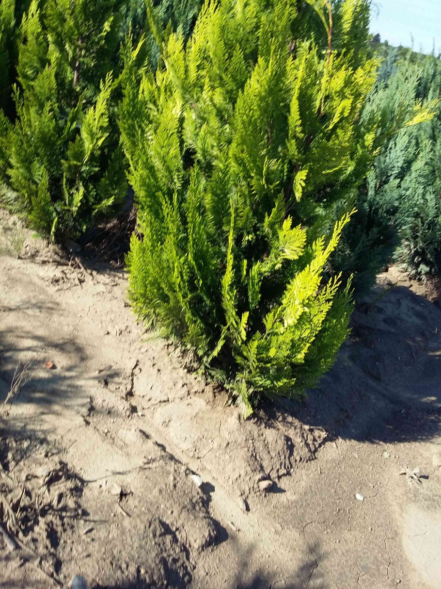 Кипарисовик Лавсона Эмпайр