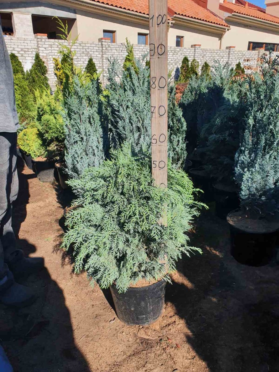 Можжевельник скальный Стрикта