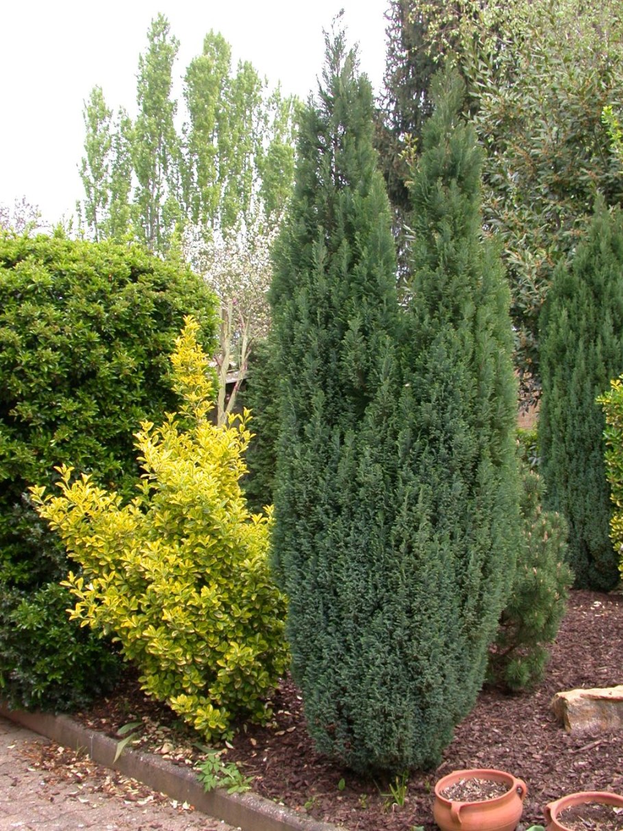 Стрижка кипарисовика Лавсона