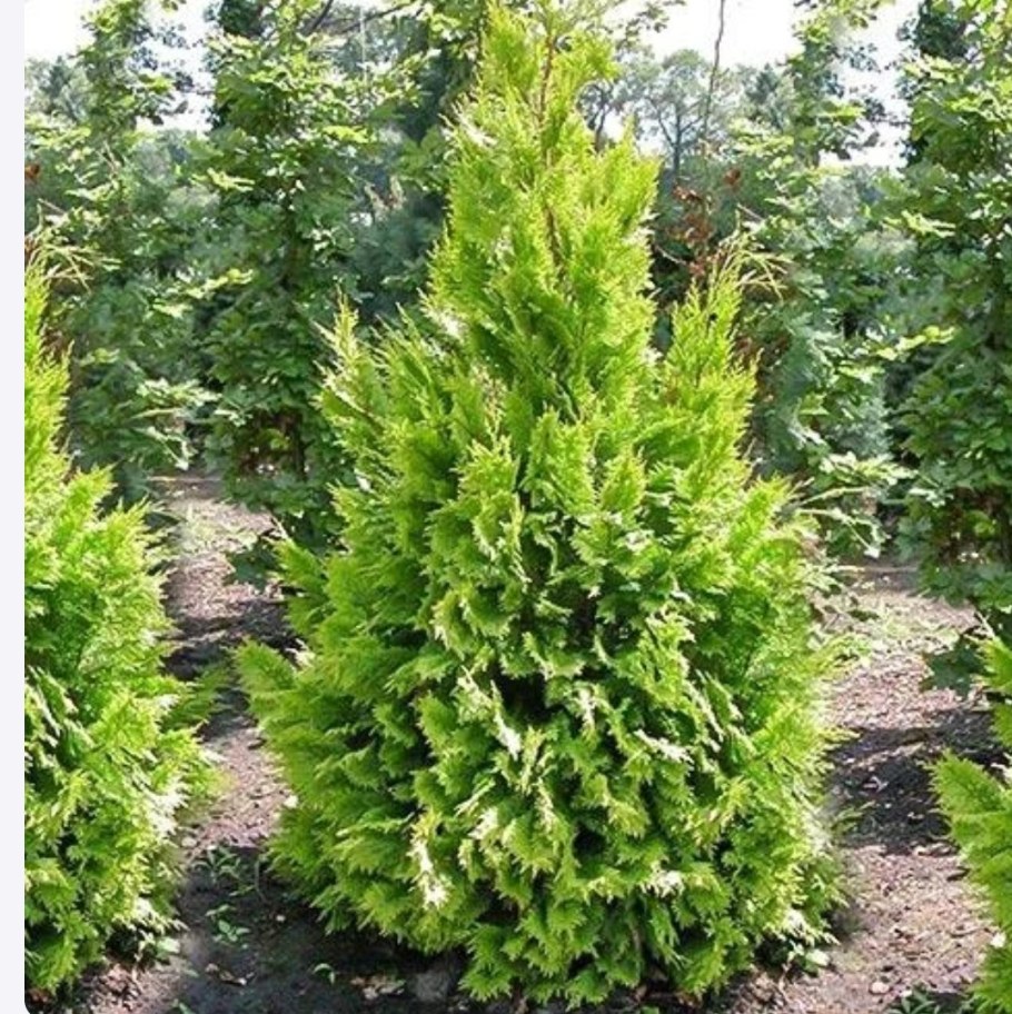 Кипарисовик Лавсона и Вонне