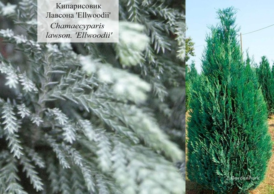 Кипарисовик Лавсона Гном