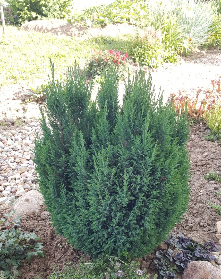 Кипарисовик Лавсона Блю