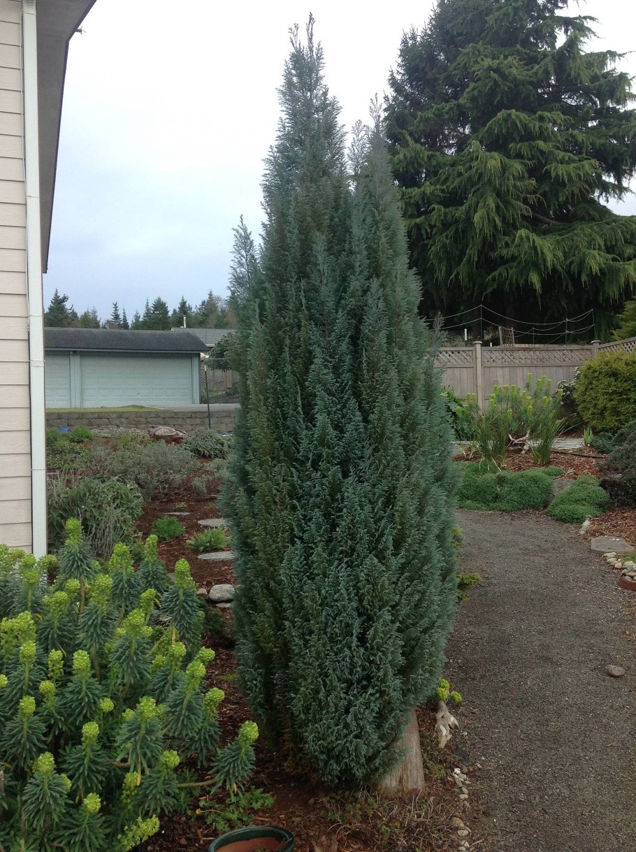 Кипарисовик Элвуди