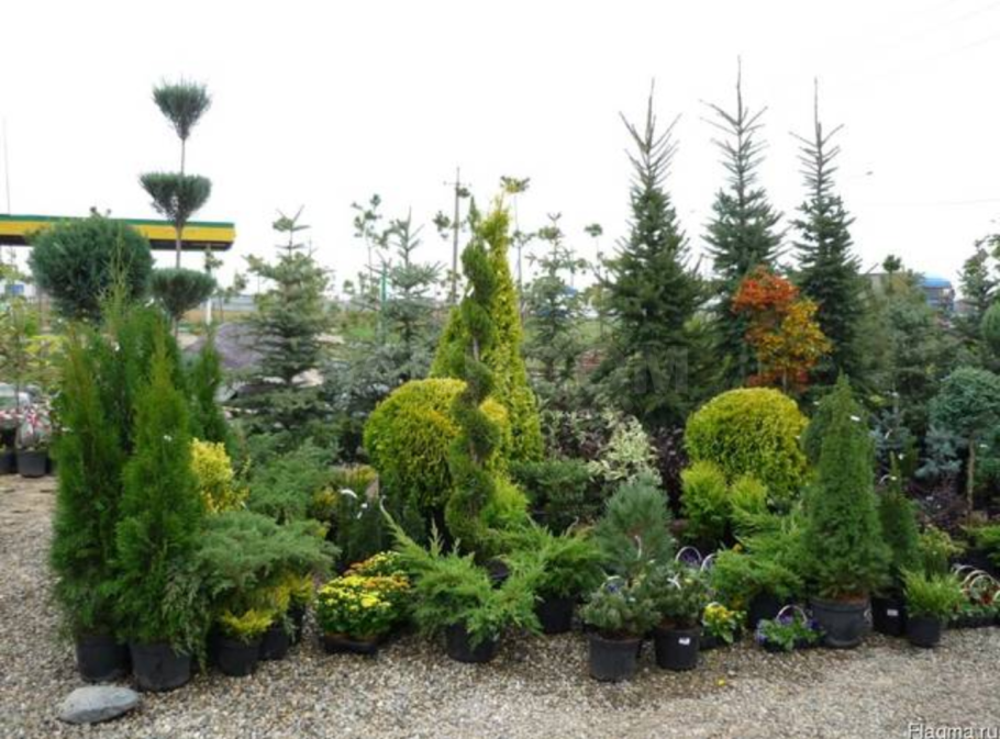 Кипарисовик Блю Эрроу