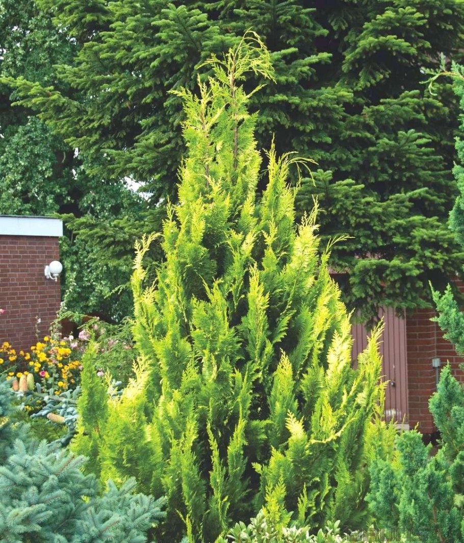 Лавсана ивонакипарисовик