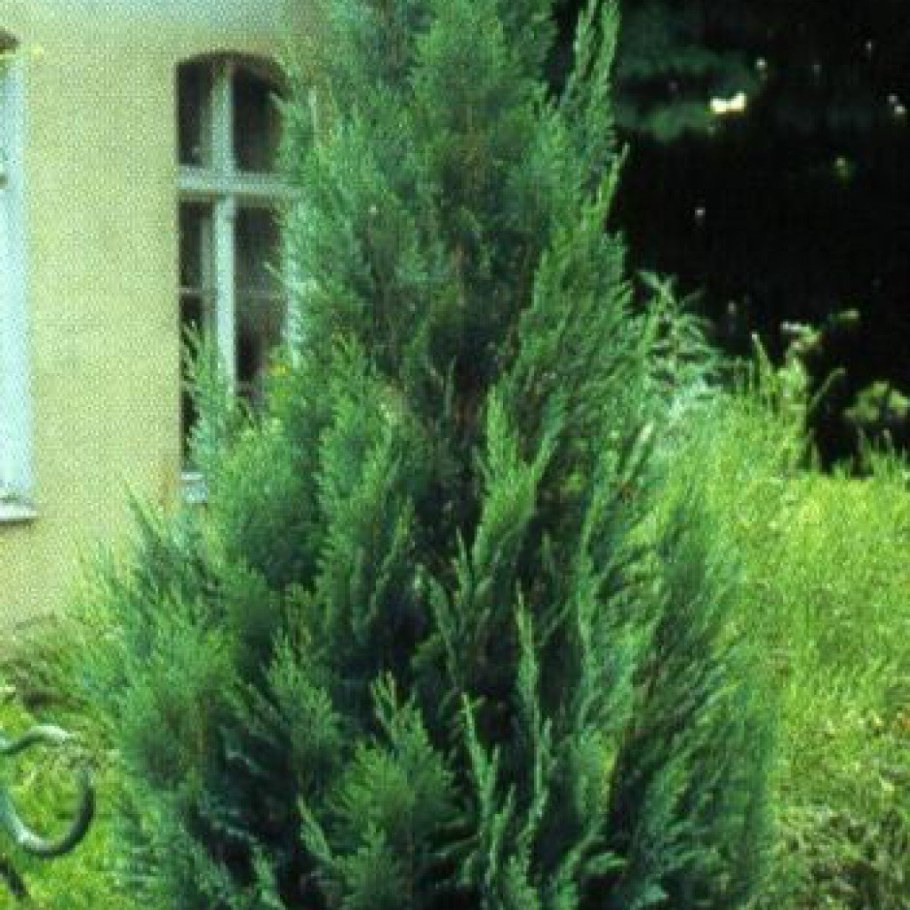 Можжевельник Лавсона