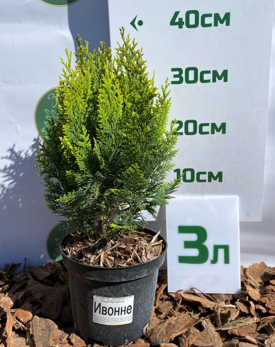 Можжевельник казацкий Блю Данубе