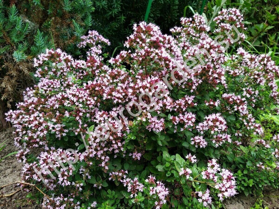 Душица Компактум