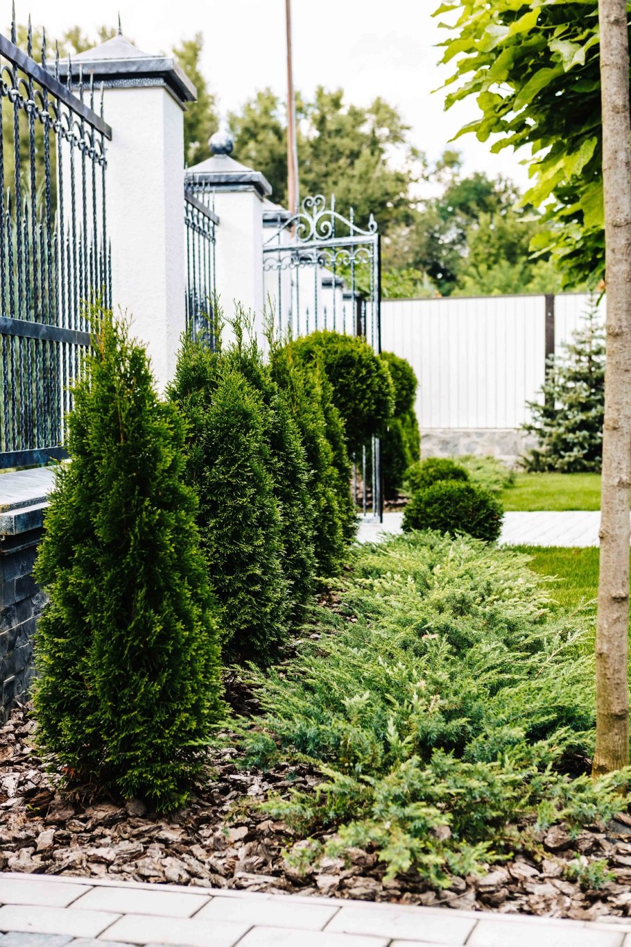 Кипарис Лавсона Эмпайр в ландшафте