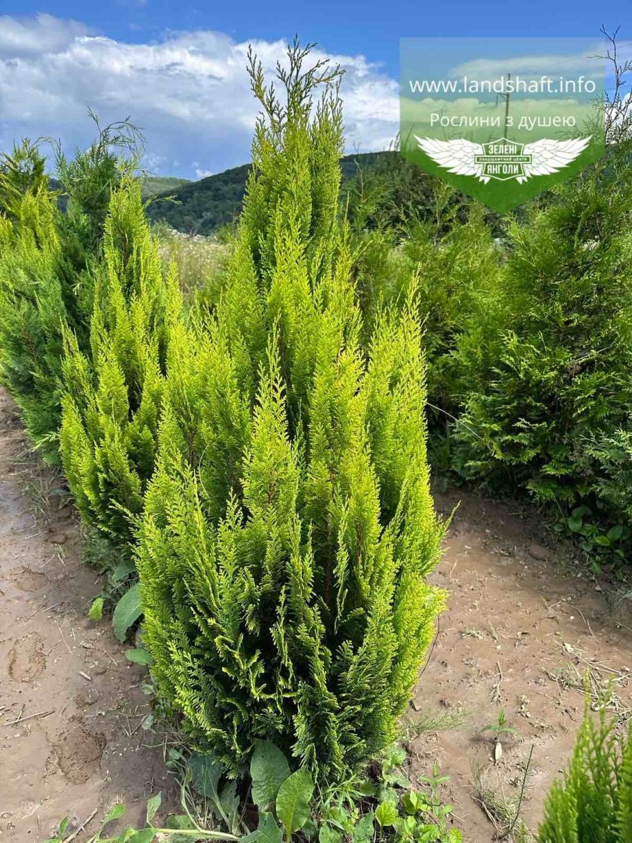 Кипарисовик Лавсона Стардаст