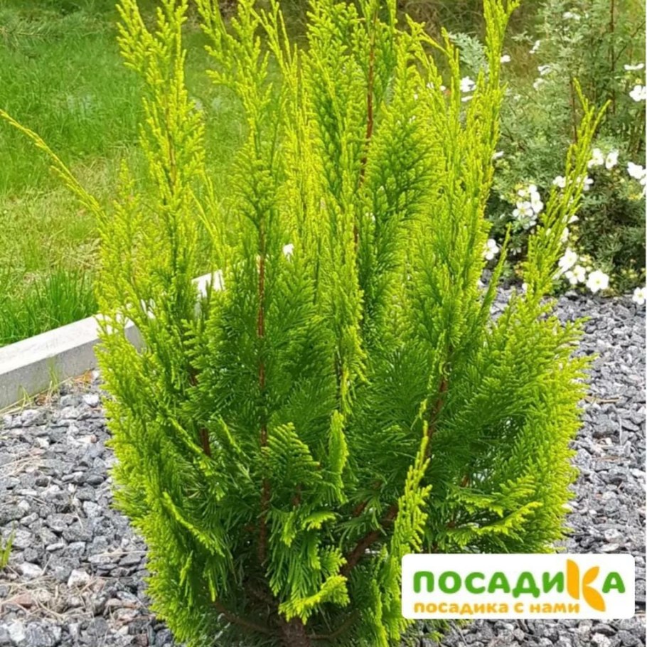 «Ivonne» кипарисовик Лавсона Ивонн