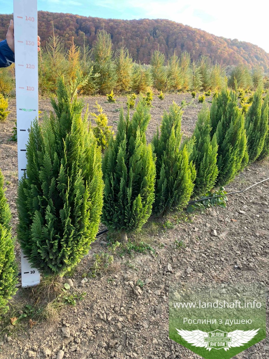 Кипарисовик Лавсона Эллвудс Уайт