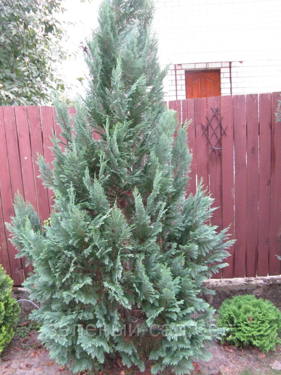 Кипарис Лавсона Стардаст