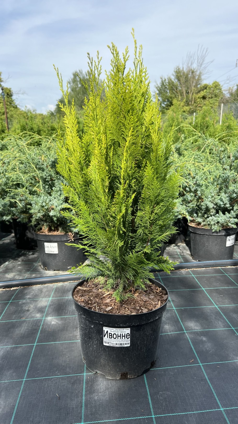 Кипарисовик Лавсона Ивонне