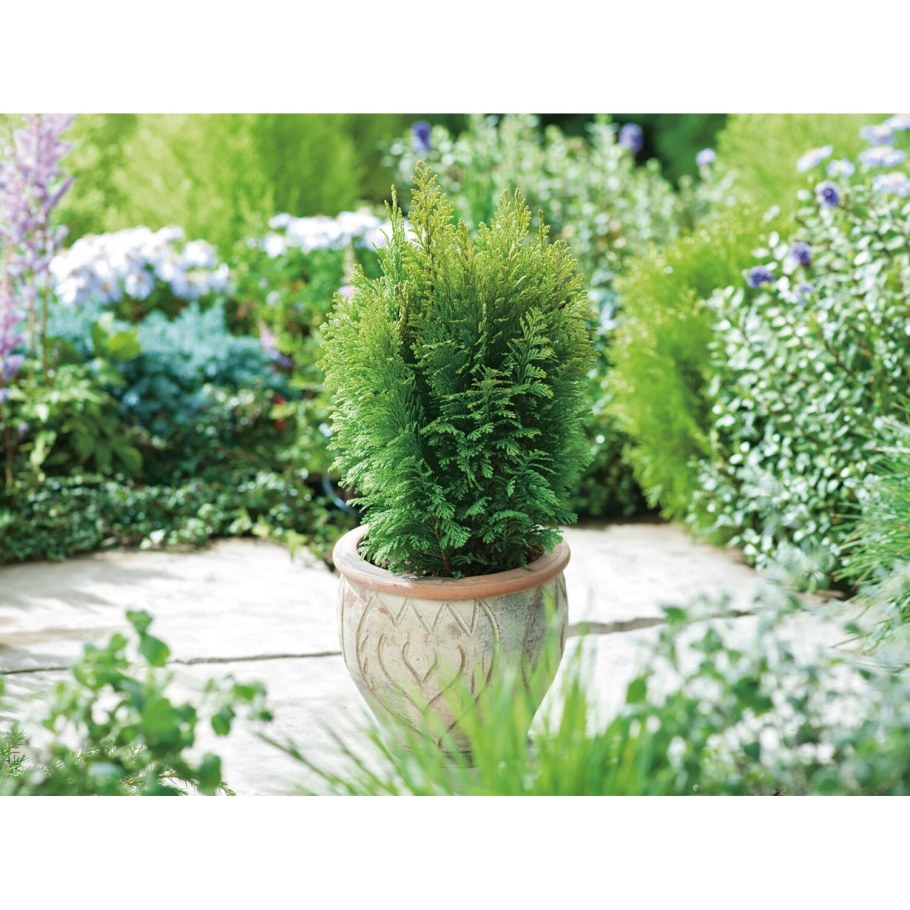 Кипарисовик Ellwood's Empire