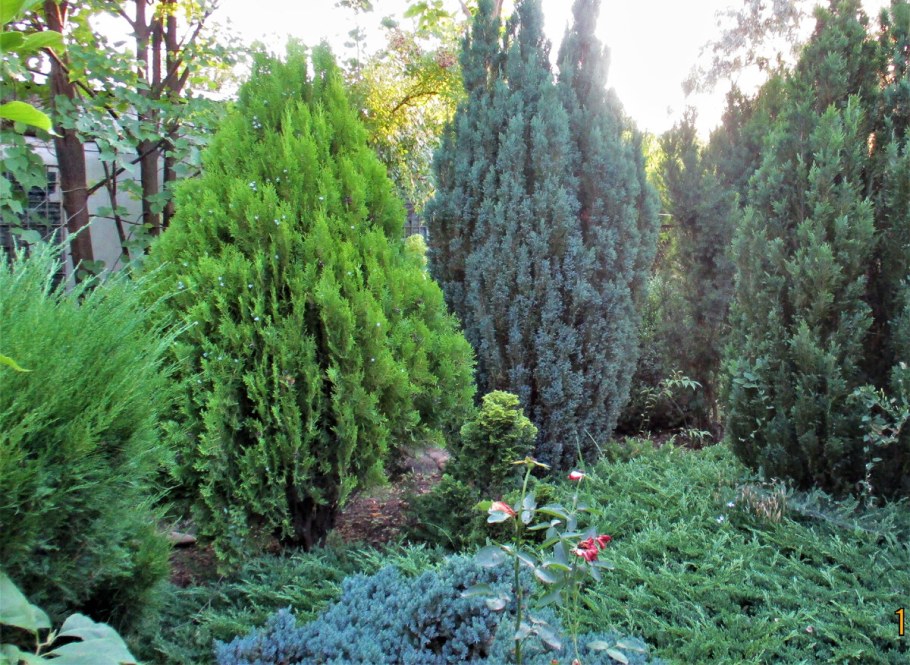 Кипарисовик Лавсона Эмпайр