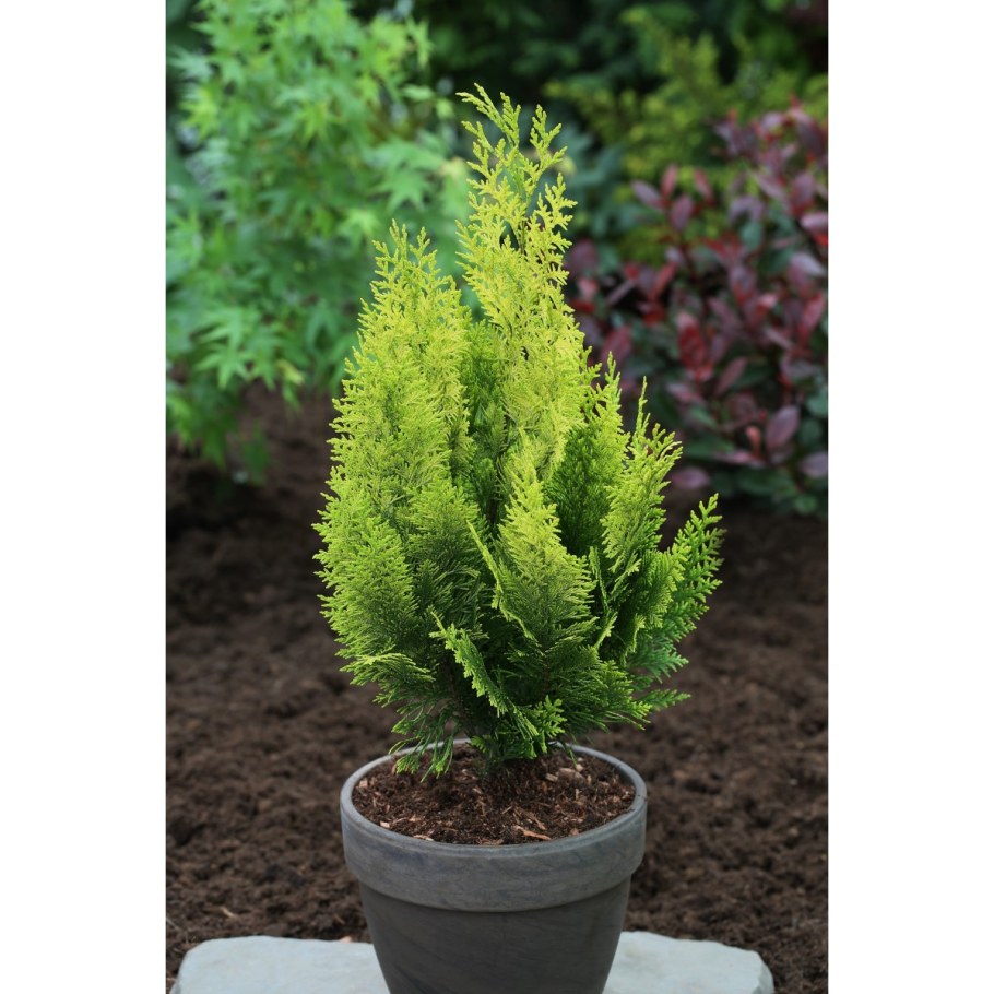 Кипарисовик Лавсона Элвуди Эмпаир